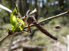 Neosaropogon