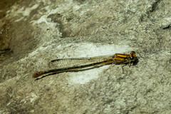 Pseudagrion furcigerum