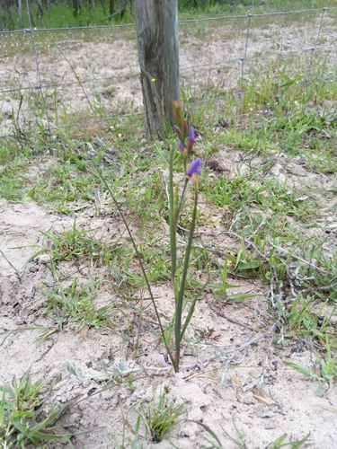 Geissorhiza purpurascens