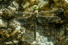 Pinheyschna subpupillata