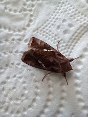 Chrysodeixis chalcites