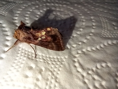 Chrysodeixis chalcites