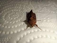 Chrysodeixis chalcites