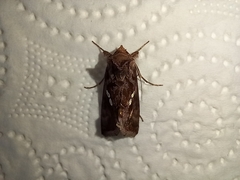Chrysodeixis chalcites