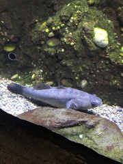 Oxyeleotris lineolata