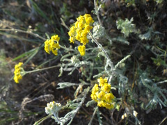 Achillea leptophylla