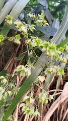 Trichodesma calycosum