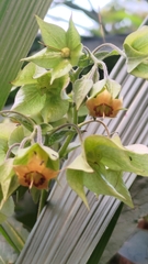 Trichodesma calycosum