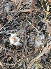 Clematis microphylla