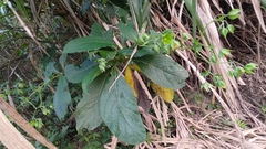 Trichodesma calycosum