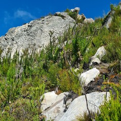 Osteospermum corymbosum