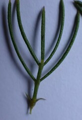 Psoralea azuroides