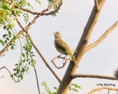 Pycnonotus blanfordi