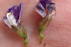Psoralea azuroides
