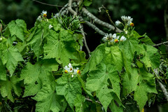 Sparrmannia africana