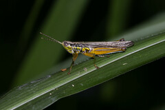 Oxya japonica