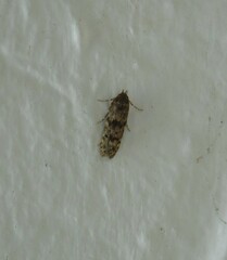 Blastobasis marmorosella