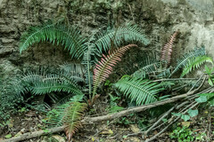 Blechnum attenuatum