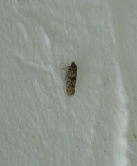 Blastobasis marmorosella