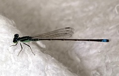 Ischnura capreolus