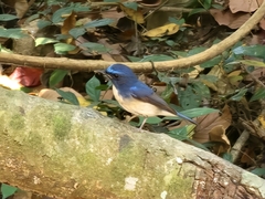 Cyornis hainanus