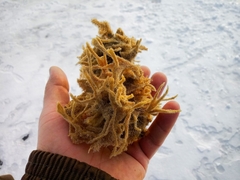 Ephydatia fluviatilis