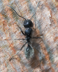 Calomyrmex