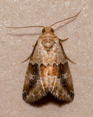 Maliattha amorpha
