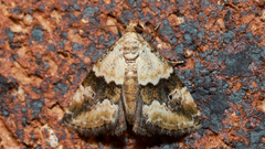 Maliattha amorpha