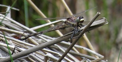 Petalura litorea