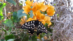 Pharmacophagus antenor