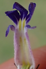 Lobelia neglecta