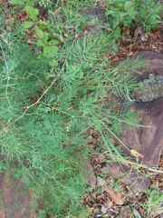 Asparagus retrofractus