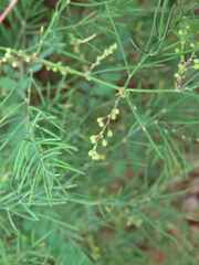 Asparagus retrofractus