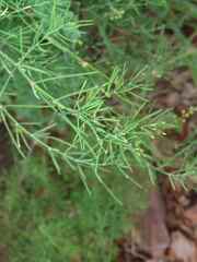 Asparagus retrofractus