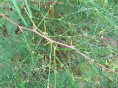 Asparagus retrofractus