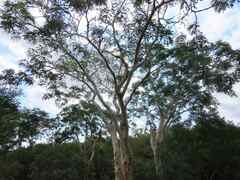 Albizia tanganyicensis