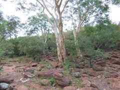 Albizia tanganyicensis
