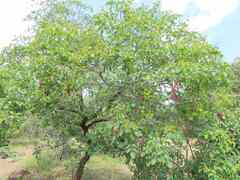 Pterocarpus rotundifolius
