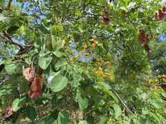 Pterocarpus rotundifolius