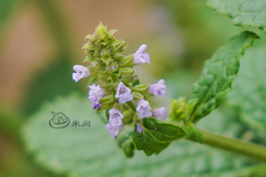 Salvia plebeia