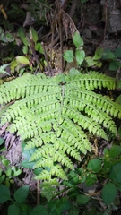 Microlepia nepalensis