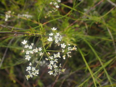 Platysace linearifolia