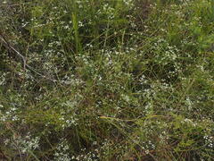 Platysace linearifolia