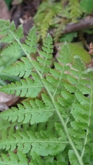 Microlepia nepalensis