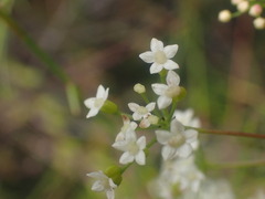 Platysace linearifolia