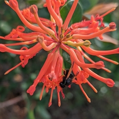 Hypodynerus vespiformis