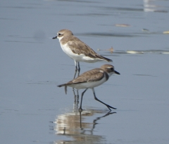 Charadrius mongolus