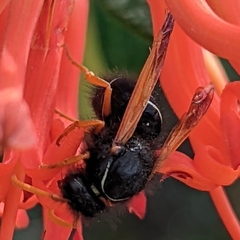 Hypodynerus vespiformis