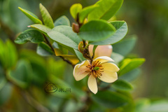 Magnolia figo
